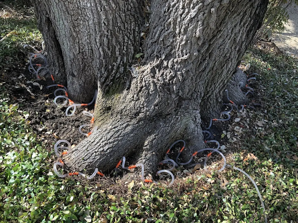 Detailed Tree Cabling and Bracing job site in Port Hueneme